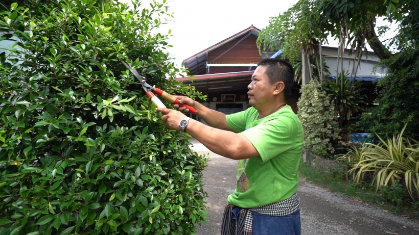 เอกสารการตัดแต่งกิ่งเพื่อดูแลบำรุงรักษาพืช