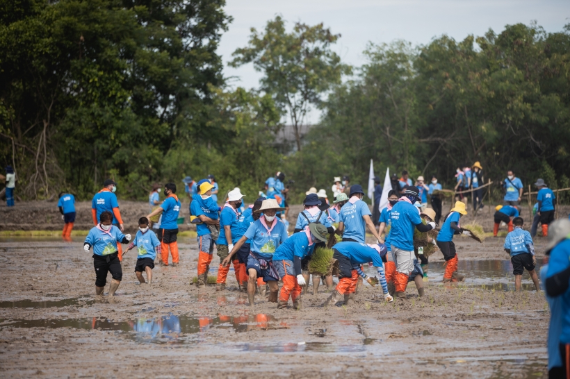 “ตามรอยพ่อฯ” ปี 8 ร่วมสืบสานการทำนาขาวัง ภูมิปัญญาแห่งลุ่มน้ำบางปะกง แหล่งผลิตอาหารสำคัญของประเทศ จัดกิจกรรมเอามื้อสามัคคี จ.ฉะเชิงเทรา สร้างพื้นที่ต้นแบบโคก หนอง นาขาวัง แบบกสิกรรมธรรมชาติ